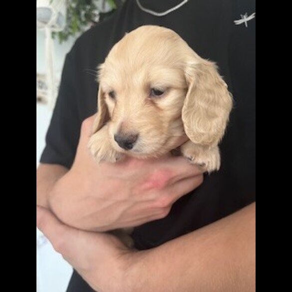 Dachshund (Miniature Long Haired)