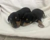 Miniature Pinscher