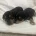 Miniature Pinscher