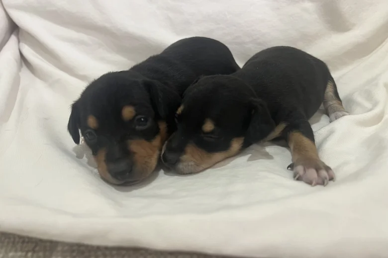 Miniature Pinscher
