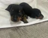 Miniature Pinscher