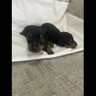 Miniature Pinscher