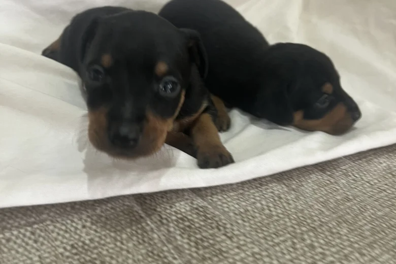 Miniature Pinscher