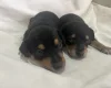 Miniature Pinscher