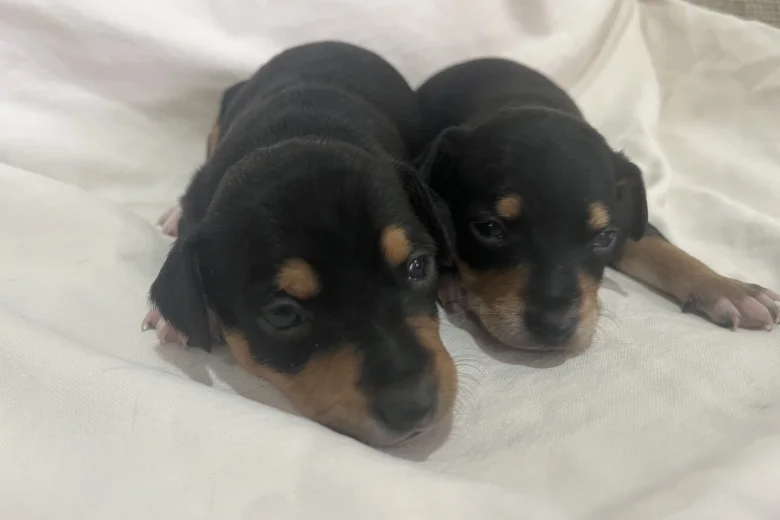 Miniature Pinscher