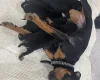 Miniature Pinscher