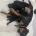 Miniature Pinscher