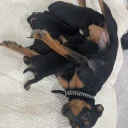 Miniature Pinscher