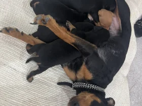 Miniature Pinscher