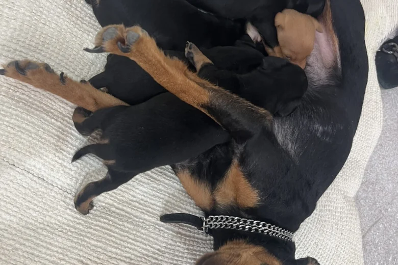 Miniature Pinscher