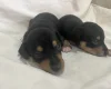 Miniature Pinscher