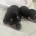 Miniature Pinscher