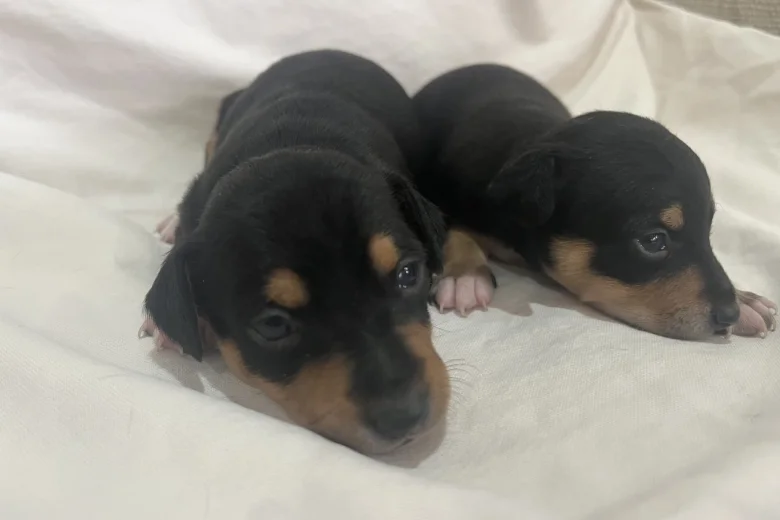 Miniature Pinscher