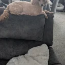 Miniature Poodle