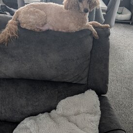 Miniature Poodle