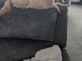 Miniature Poodle
