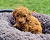 Miniature Poodle
