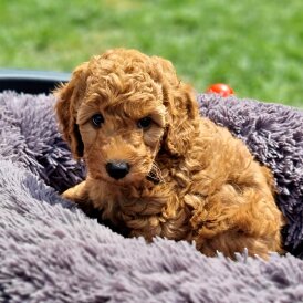 Miniature Poodle