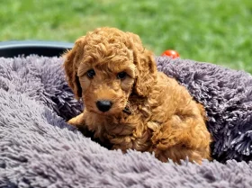 Miniature Poodle