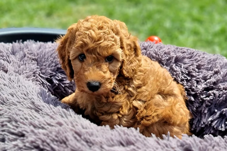 Miniature Poodle