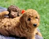 Miniature Poodle