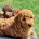 Miniature Poodle