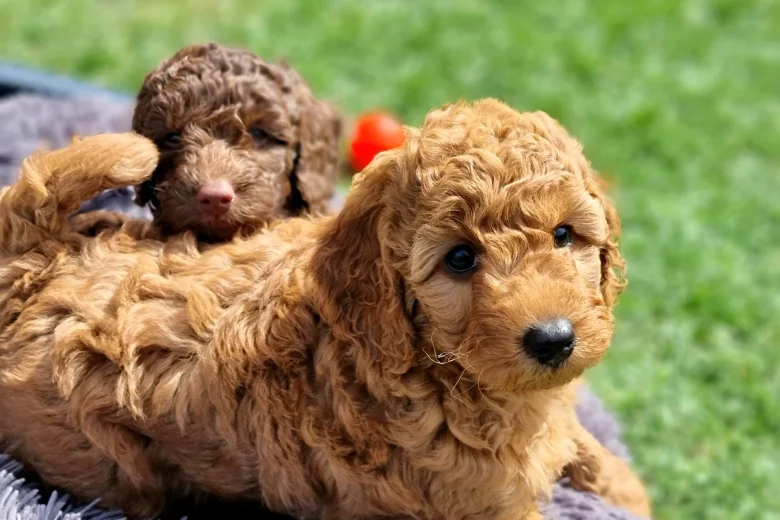 Miniature Poodle