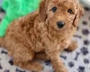 Miniature Poodle