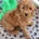 Miniature Poodle