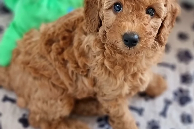 Miniature Poodle