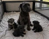 Miniature Schnauzer