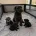 Miniature Schnauzer