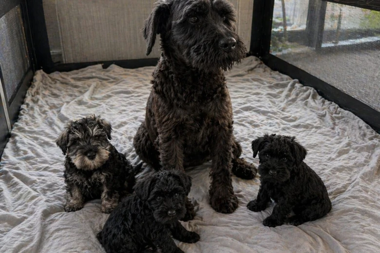 Miniature Schnauzer