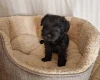 Miniature Schnauzer