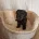 Miniature Schnauzer