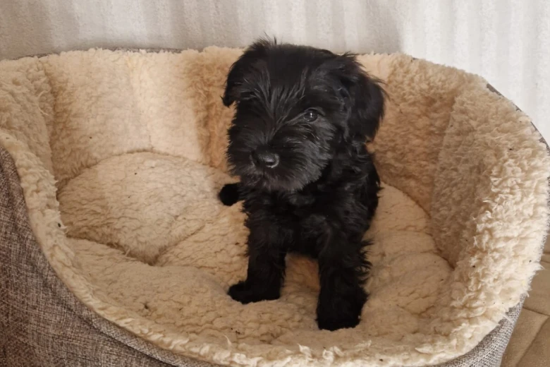 Miniature Schnauzer