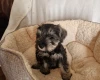 Miniature Schnauzer