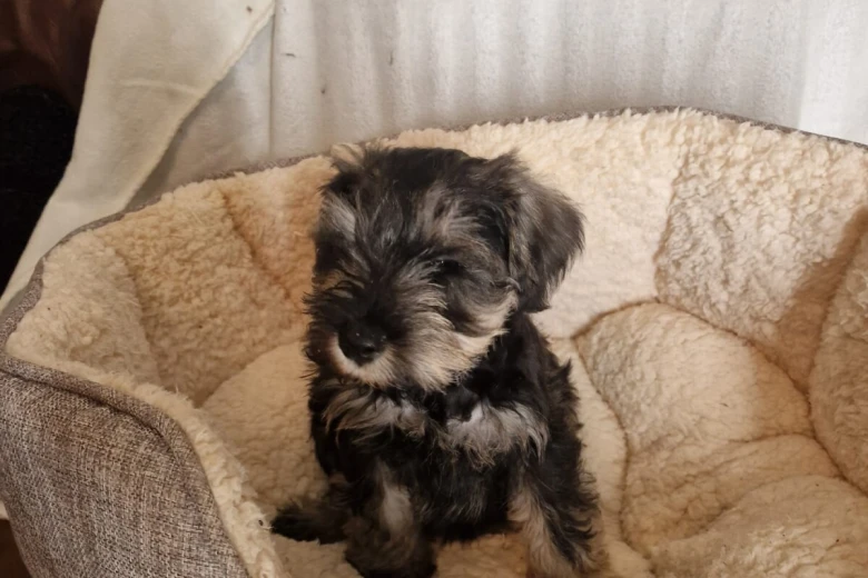 Miniature Schnauzer