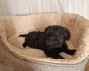 Miniature Schnauzer