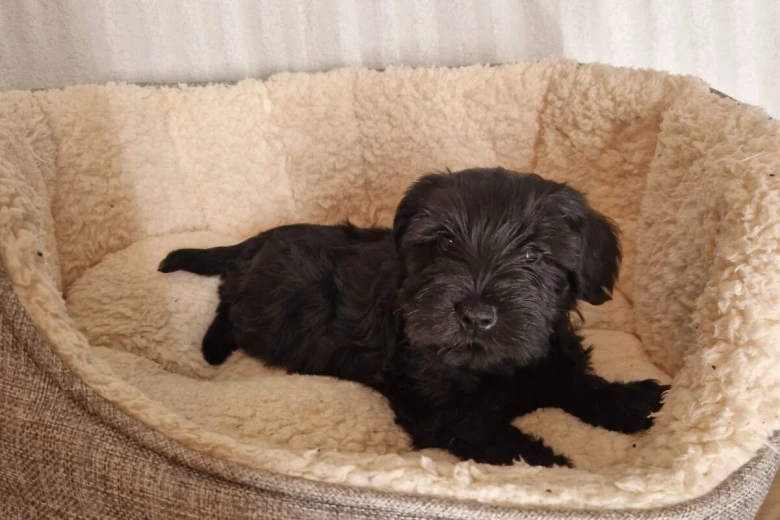 Miniature Schnauzer