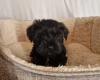 Miniature Schnauzer
