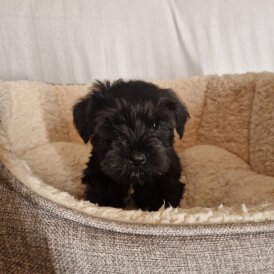 Miniature Schnauzer