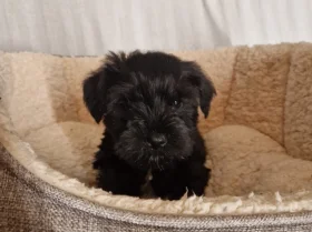 Miniature Schnauzer