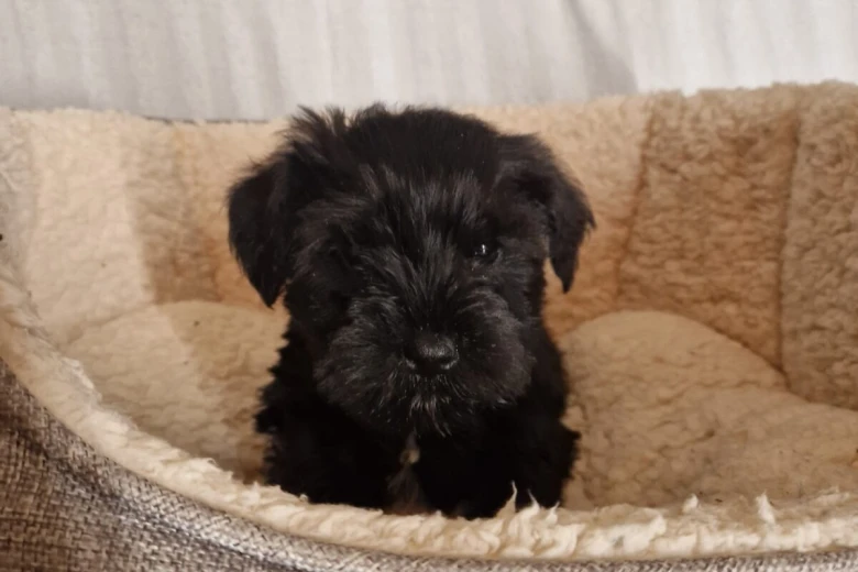 Miniature Schnauzer