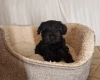 Miniature Schnauzer