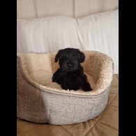 Miniature Schnauzer