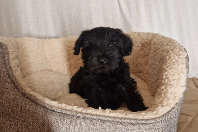 Miniature Schnauzer