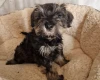 Miniature Schnauzer