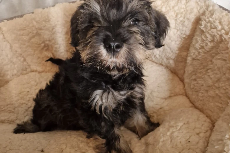 Miniature Schnauzer