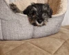 Miniature Schnauzer